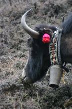 IMG_8404 Yak mit Bommel und Hakenkreuz.jpg